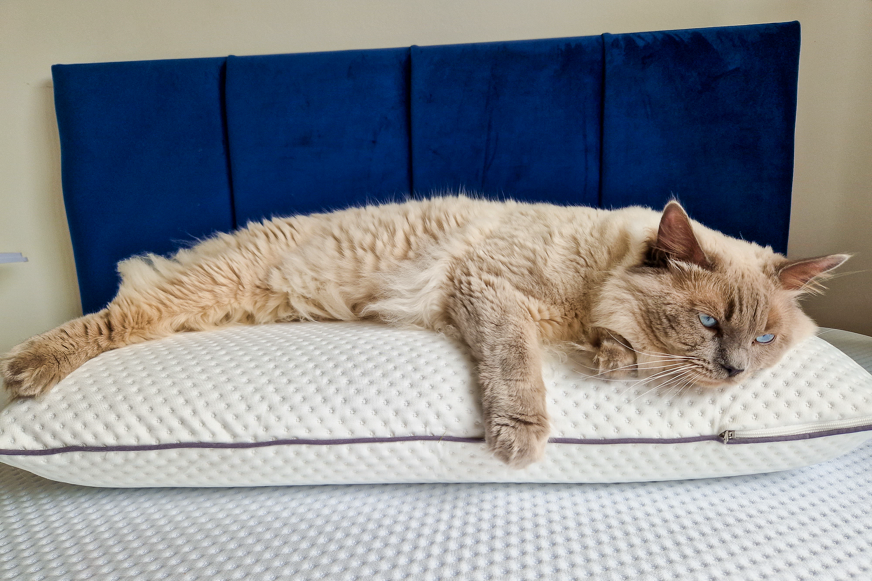 cat on emma premium pillow